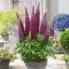 Lupin West Country Masterpiece -Garden Living Store PB0808 1