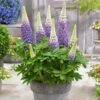 Lupin West Country Persian Slipper -Garden Living Store PB0809 1