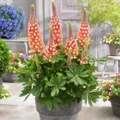 Lupin West Country Salmon Star