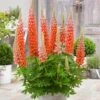 Lupin West Country Terracotta -Garden Living Store PB0811 1