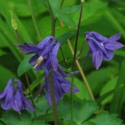 Aquilegia Barlow Blue -Garden Living Store PB0831 2