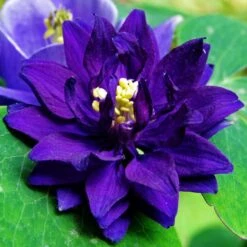 Aquilegia Barlow Blue -Garden Living Store PB0831 3