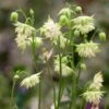 Aquilegia Barlow White -Garden Living Store PB0834 1