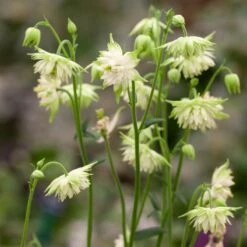 Aquilegia Barlow White