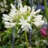 Agapanthus Bridal Bouquet -Garden Living Store PB0864 1