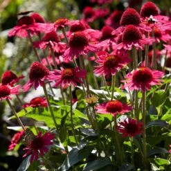 Echinacea 'Delicious Candy' -Garden Living Store PB1157 3 6e43414f fa26 4234 9d21 1123bb1bd685