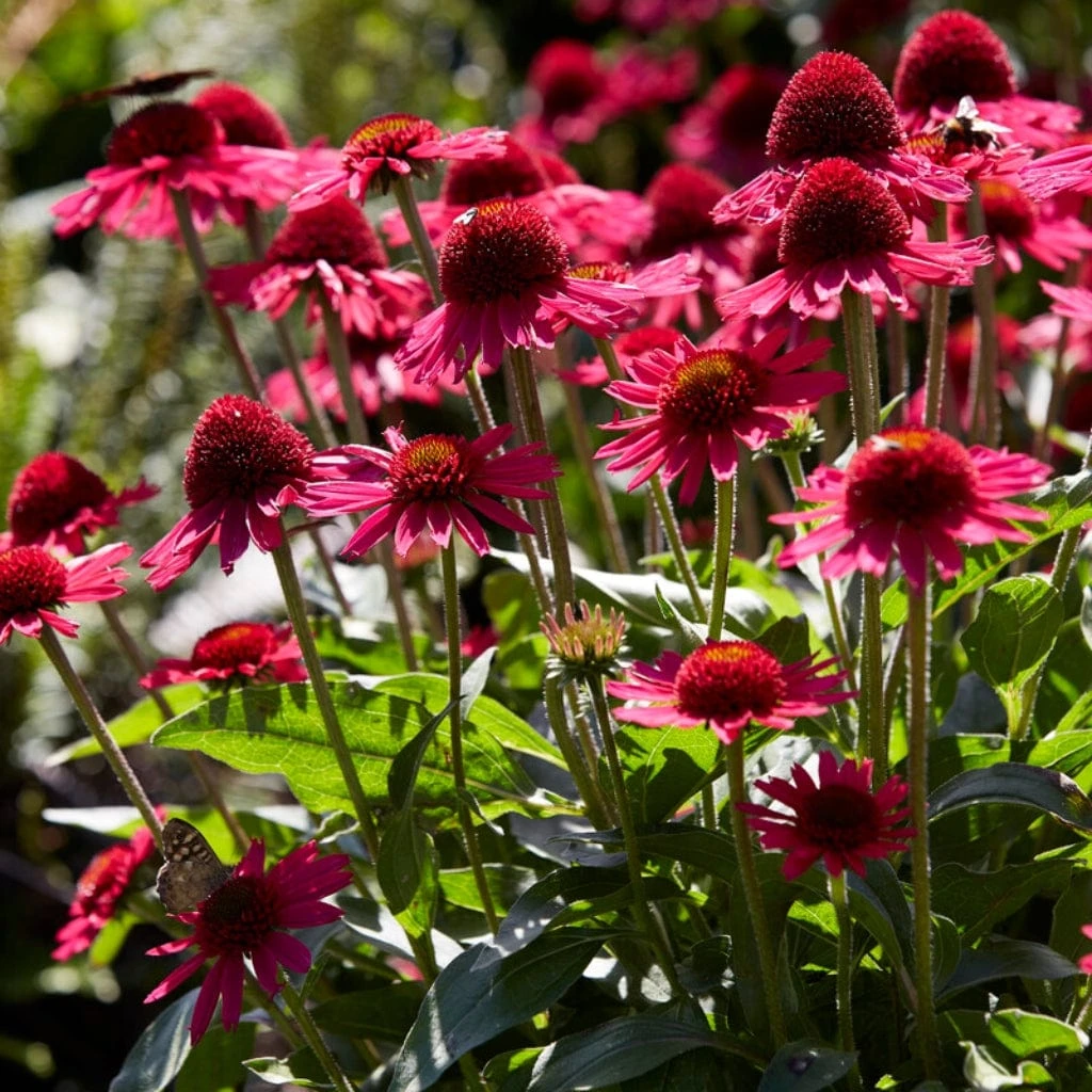 Ultimate Echinacea Collection 4 Ultimate Echinacea Collection - Image 2