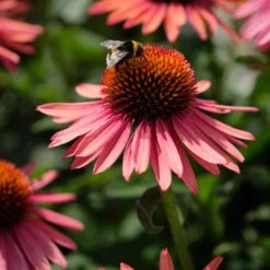 Echinacea 'Mooodz Satisfy' -Garden Living Store PB1160 3 0960d028 41ac 4daf 9e20 30ed2f1a791f