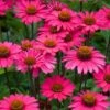 Echinacea 'Sensation Pink' -Garden Living Store PB1163 1 36b0d657 56fd 4196 8342 4a2527584a05