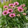Echinacea 'SunSeekers Bubblelicious' -Garden Living Store PB1167 1 72748551 8d91 400a a527 ecaf7e0c0354