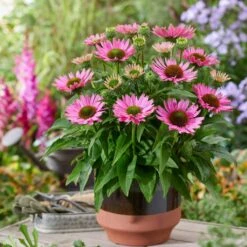Ultimate Echinacea Collection 9 Ultimate Echinacea Collection -Garden Living Store PB1167 2 2072d772 a82e 423b bf30 bb25d9e861f8