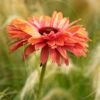 Echinacea 'SunSeekers Rainbow' -Garden Living Store PB1175 1 d6d83876 4449 403a 8921 728644347954