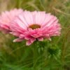 Echinacea 'SunSeekers Salmon' -Garden Living Store PB1177 1 f8d46f64 dea4 41be bd2e 4f9ad096b362