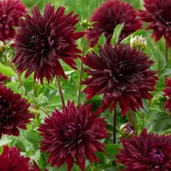 Dahlia 'Black Touch' -Garden Living Store PB1921 2