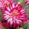 Dahlia 'Dutch Explosion' -Garden Living Store PB1929 1