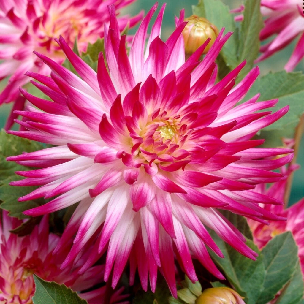 Dahlia 'Dutch Explosion' 3 Dahlia 'Dutch Explosion'
