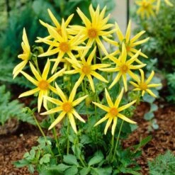 Dahlia 'Honka Yellow' -Garden Living Store PB1940 2