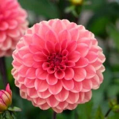Dahlia 'Orange Girl' -Garden Living Store PB1961 2