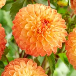 Dahlia 'Souvenir D'Ete' -Garden Living Store PB1972 2