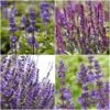 Spectacular Salvia Collection -Garden Living Store PBCOL10 1