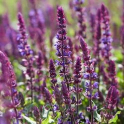 Spectacular Salvia Collection 10 Spectacular Salvia Collection -Garden Living Store PBCOL10 3