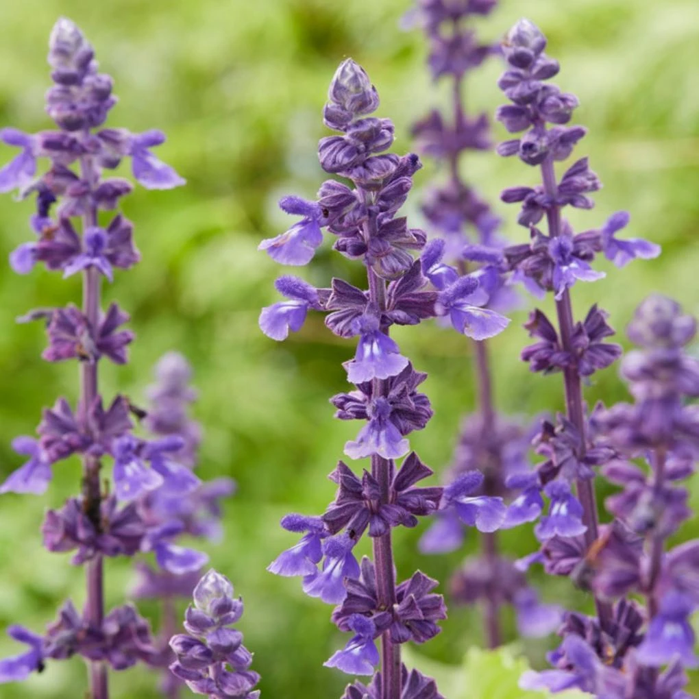 Spectacular Salvia Collection 7 Spectacular Salvia Collection - Image 5