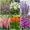 Top Tall Perennials | Plants For Height And Structure -Garden Living Store PBCOL50 1