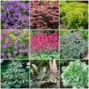 Best Ground Cover Plants | A Carpet Of Flowers -Garden Living Store PBCOL51 1