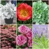 Sensory Garden Plants | Tactile, Bright & Fragrant 2 Sensory Garden Plants | Tactile, Bright & Fragrant -Garden Living Store PBCOL55 1