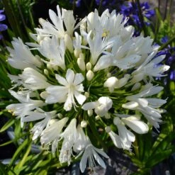 Stately Agapanthus Collection 12 Stately Agapanthus Collection -Garden Living Store PBO442 1 22713639 7afc 4ce6 b147 454abe74de37