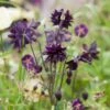 Aquilegia 'Black Barlow' -Garden Living Store PBO455 1