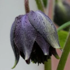 Aquilegia 'Black Barlow' -Garden Living Store PBO455 4
