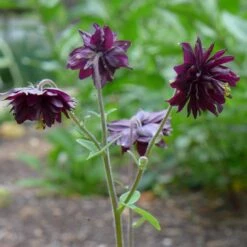 Aquilegia 'Black Barlow' -Garden Living Store PBO455 5