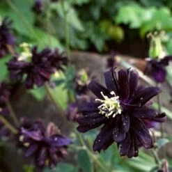 Aquilegia 'Black Barlow' -Garden Living Store PBO455 6