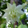 Aquilegia 'Green Apples' -Garden Living Store PBO457 1