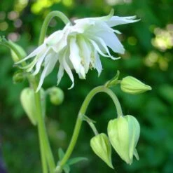 Aquilegia 'Green Apples' -Garden Living Store PBO457 4
