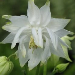 Aquilegia 'Green Apples' -Garden Living Store PBO457 6