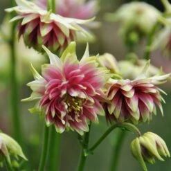 Aquilegia 'Nora Barlow' -Garden Living Store PBO459 3