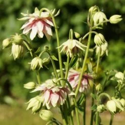 Aquilegia 'Nora Barlow' -Garden Living Store PBO459 4