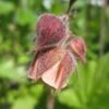 Geum Rivale | Water Avens -Garden Living Store PON056 1