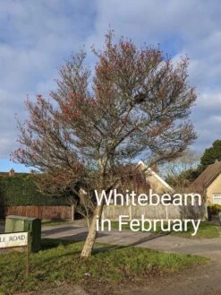 Whitebeam Tree | Sorbus Aria 'Lutescens' -Garden Living Store PXL 20210210 091751122.MP 2
