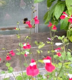 Salvia 'Hot Lips' -Garden Living Store PXL 20210731 110958776 exported 1666