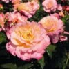 'Perfect Harmony' Hybrid Tea Rose -Garden Living Store Perfect Harmony 1