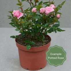 'Parade' Climbing Rose -Garden Living Store Potted rose example 31fadf3a 9ab5 4cc7 a7e9 5df4d7a6b367