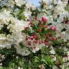 'Professor Sprenger' Crabapple Tree -Garden Living Store Professor 1