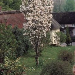 Flagpole Cherry Blossom Tree | Prunus Amanogawa 12 Flagpole Cherry Blossom Tree | Prunus Amanogawa -Garden Living Store PrunusAmanagowaG0333