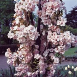 Flagpole Cherry Blossom Tree | Prunus Amanogawa 13 Flagpole Cherry Blossom Tree | Prunus Amanogawa -Garden Living Store PrunusAmanogawaG2001