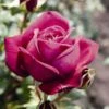 'Pure Poetry' Hybrid Tea Rose -Garden Living Store Pure Poetry