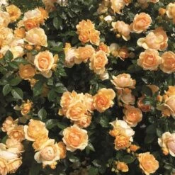 'Queen Bee' Floribunda Rose -Garden Living Store Queen Bee 3