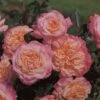 'Rachel' Hybrid Tea Rose -Garden Living Store Rachel 1
